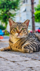 portrait of a cat