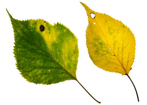 Two autumn colored birch leaves showing signs of decay including spots and holes. The photo is a high-resolution macro image. On a clean background.
