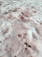 Watermelon snow on Conness Lakes Trail, Inyo National Forest, California