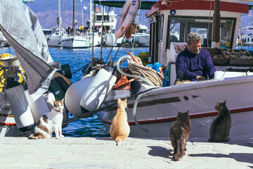 Cats watch a fisherman while he is cleaning fish on the Hydra island in Greece - obrazy, fototapety, plakaty