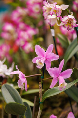 orchids of different colors from the humid jungle of Peru
