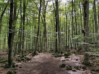 Fageda