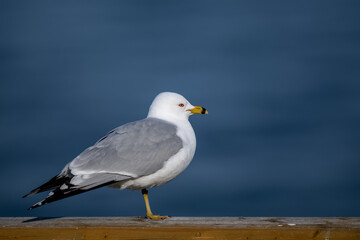 A single white head gull with grey wings and a black tail stands with one leg on a piece of wood. The gull has grey wings and a black tail. The eyes are red and its beak has a black ring around it.