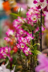 orchids of different colors from the humid jungle of Peru