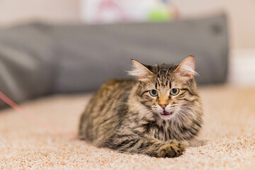Close up shot of cute Maine Coon Mix playing toy