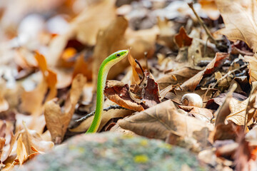 Close up shot of a rough green snake in the Wichita Mountains National Wildlife Refuge
