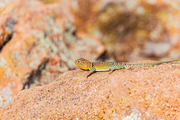 Close up shot of the Oklahoma collared lizard in Wichita Mountains National Wildlife Refuge