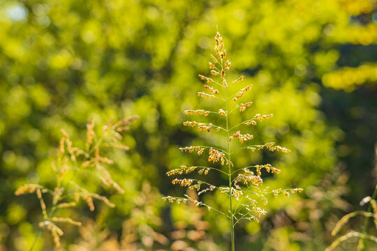 Close up shot of Johnson grass in Martin Nature Park