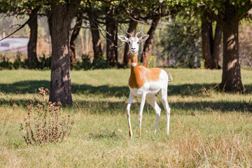 Close up shot of a happy Dama Gazelle