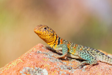 Close up shot of the Oklahoma collared lizard in Wichita Mountains National Wildlife Refuge