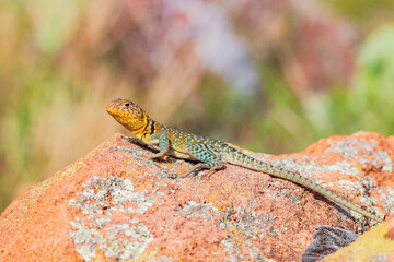 Close up shot of the Oklahoma collared lizard in Wichita Mountains National Wildlife Refuge