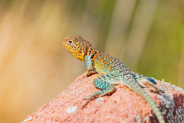 Obraz premium Close up shot of the Oklahoma collared lizard in Wichita Mountains National Wildlife Refuge