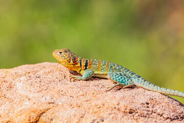 Close up shot of the Oklahoma collared lizard in Wichita Mountains National Wildlife Refuge