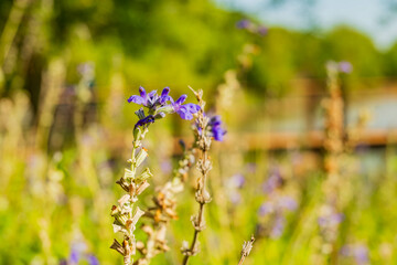 Obraz premium Close up shot of Purple sage in Martin Nature Park