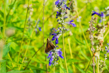 Close up shot of Dun Skipper butterfly in Martin Nature Park