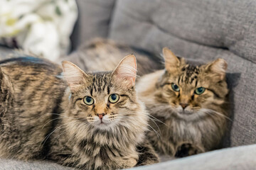 Close up shot of two cute Maine Coon Mix