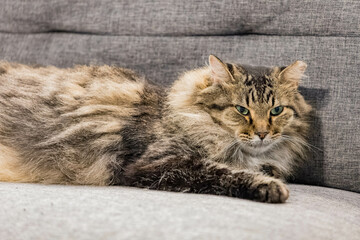Close up shot of cute Maine Coon Mix