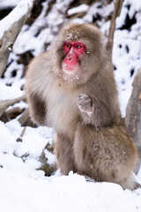 Snow monkey in Nagano Japan