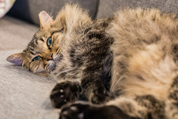 Close up shot of cute sleepy Maine Coon Mix
