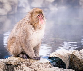 Snow monkey by hot water spring in Nagano Japan