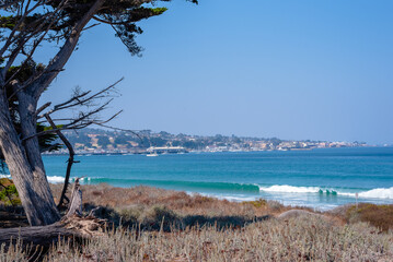 tree over looking  the beach