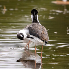 A pair of black-necked stilts preening.
