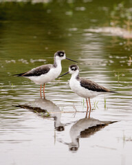 A pair of black-necked stilts in the San Luis National Wildlife Refuge, near Los Banos, California.