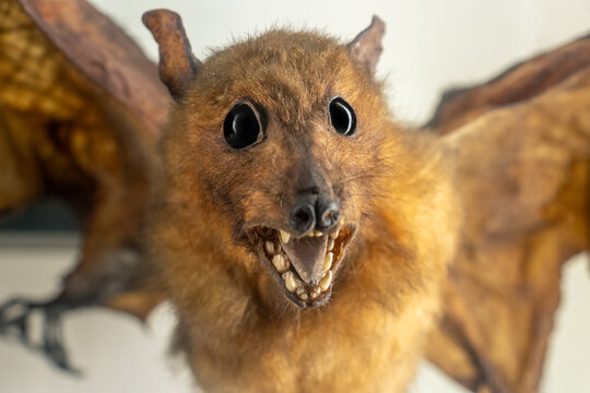 The Egyptian fruit bat or Egyptian rousette (Rousettus aegyptiacus)