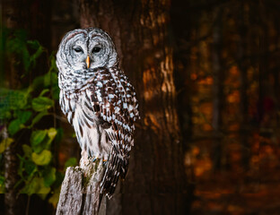 Close up of a Barred Owl perched in woods in warm light,  Ontario, Canada