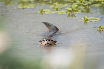 A river otter in the San Luis National Wildlife Refuge near Los Banos, California.