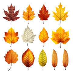 Autumn Leaves Collection Isolated on Transparent or White Background, PNG