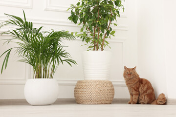 Adorable cat near green houseplants on floor at home