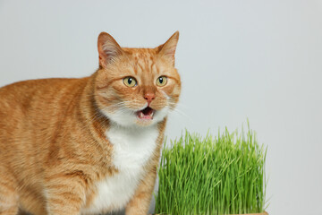 Obraz premium Cute ginger cat and green grass near light grey wall