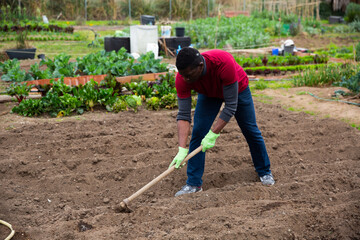 African American amateur gardener hoeing soil on vegetable garden in springtime, preparing for seedlings planting