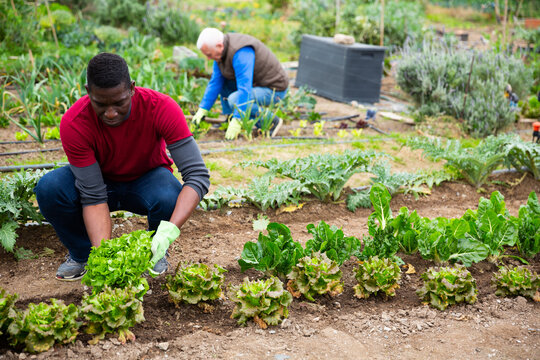 African-american worker harvesting lettuce in the garden. High quality photo