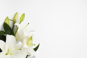 Beautiful lily flowers on white background, flat lay. Space for text - obrazy, fototapety, plakaty