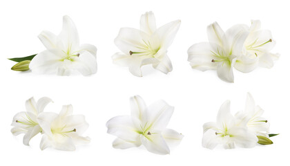 Beautiful lily flowers isolated on white, set