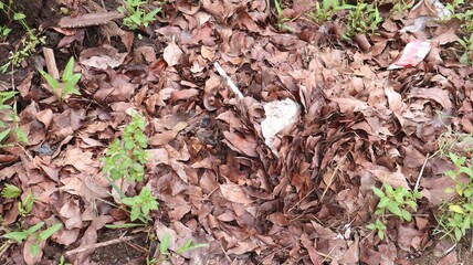 a collection of dead, dry leaves