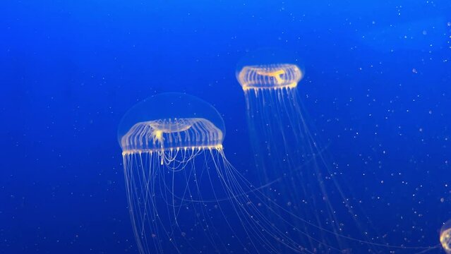 Transparent Jellyfish in Azure Waters
