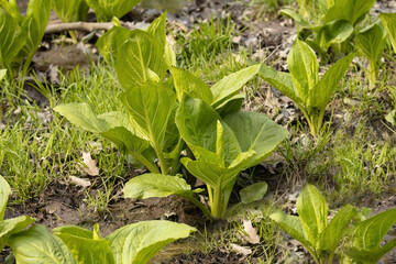 Skunk cabbage. Growing green leaves of the first spring plants in Wisconsin. Skunk Cabbage is native Wisconsin florals and one of the earliest blooming perennial wildflowers in spring.