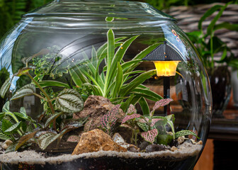 Micro garden in glass jar