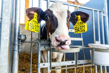 Cute newborn calf in stall close-up on modern industrial dairy farm. Calf rearing on livestock...