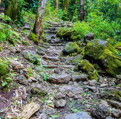 Stone Steps Leading  Through Giant  Bamboo Forest on The Pipiwai Trail, Kipahulu District, Haleakala National Park, Maui, Hawaii, USA