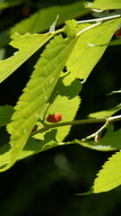red raspberry fruit