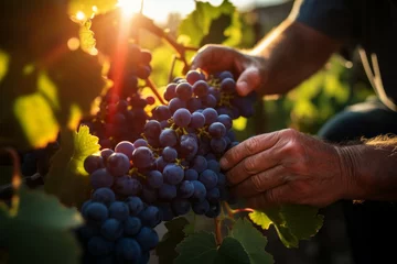 Zelfklevend Fotobehang The hands of a winemaker or farmer picking delicious grapes during the harvest season. Background © top images