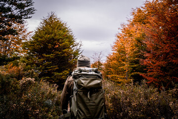 unrecognizable traveler observing the autumn forest, Magallanes National Reserve, Chile