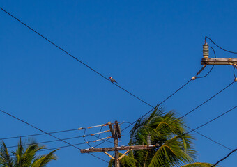 A view of a red-headed bird (northeast cardinal or Paroaria dominicana) native to the northern coastal region of Bahia, Brazil, near Salvador and Praia do Forte, on electricity wires on poles