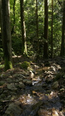brook in the forest
