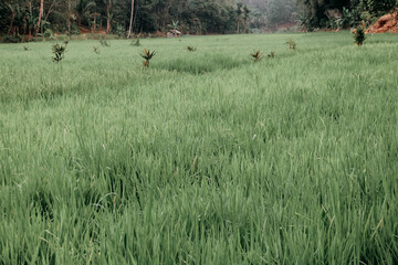 Rice fields with warm light in morning
