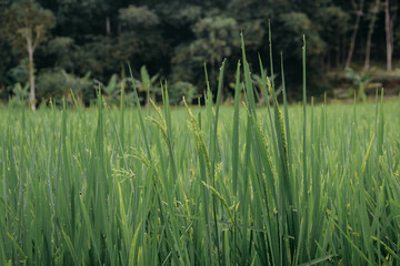 The rice plant with the green ears of rice is growing.